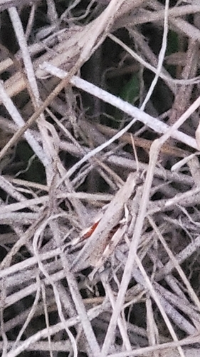 Texas Range Grasshopper
