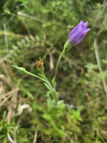 Eustoma exaltatum