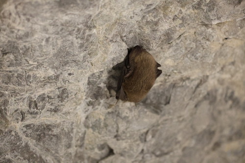 Townsend's Big-eared Bat