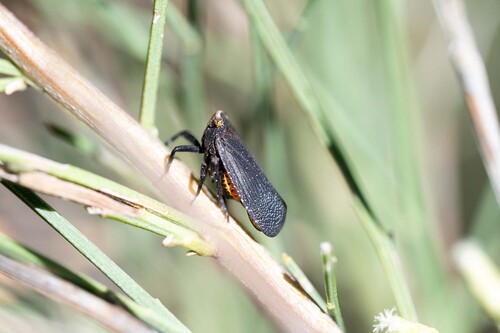 Orange-tailed Speckled Lanternfly