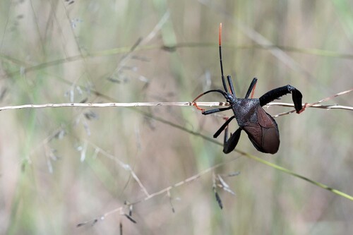 Giant Agave Bug