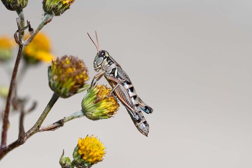 Lakin Grasshopper