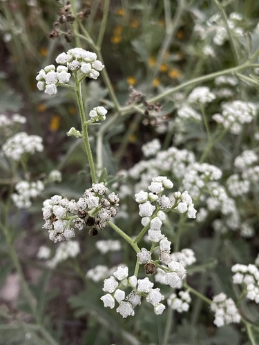 Gray's feverfew