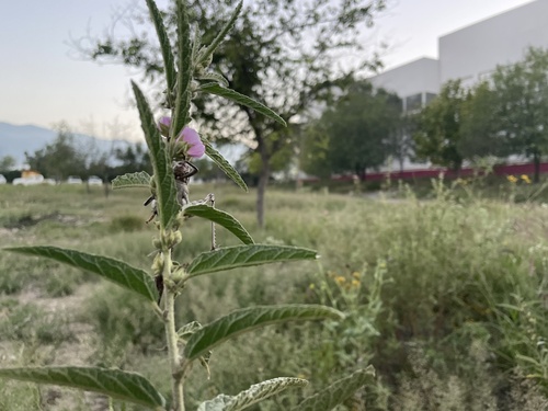 narrowleaf globemallow