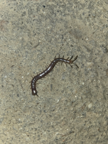 Arthrorhabdus pygmaeus