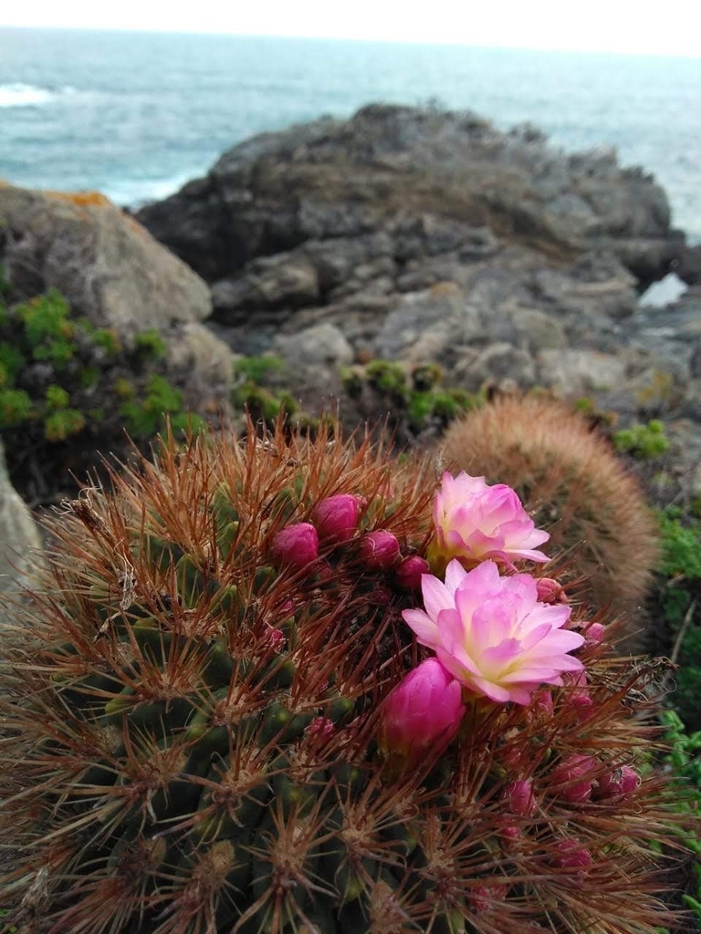 Quisquito rosado