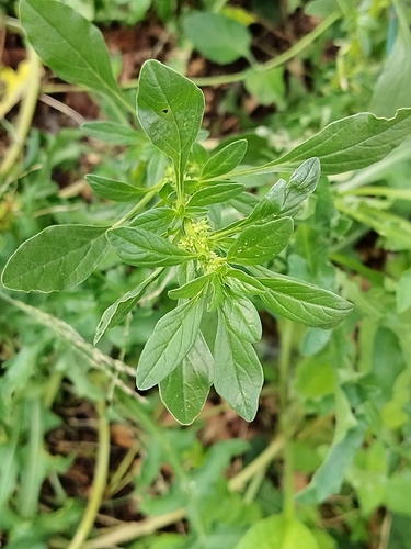 Ceñiglo