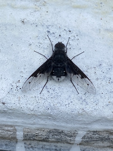 Charcoal Bee Flies