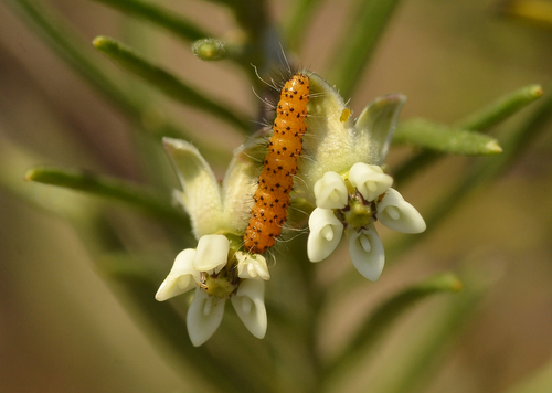 Lerina incarnata