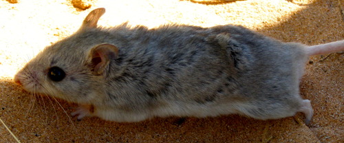 Northern Grasshopper Mouse