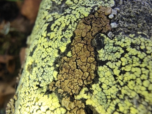 brown cobblestone lichen