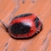 Koebele's Ladybird - Photo (c) WonGun Kim, all rights reserved, uploaded by WonGun Kim