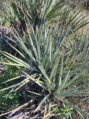 Banana Yucca