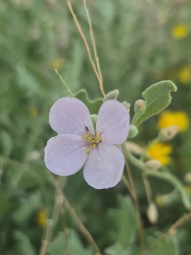 Bicolor Fanmustard