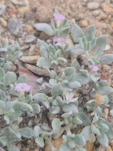 Shrubby Tiquilia