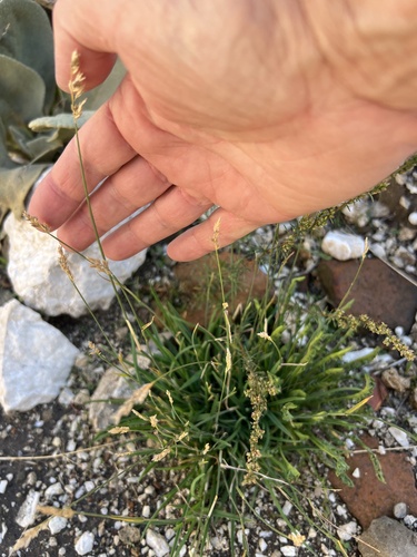 water beard grass