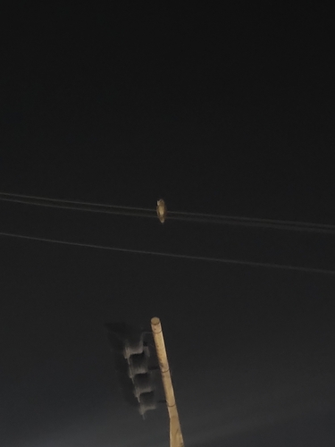 Indian Barn Owl