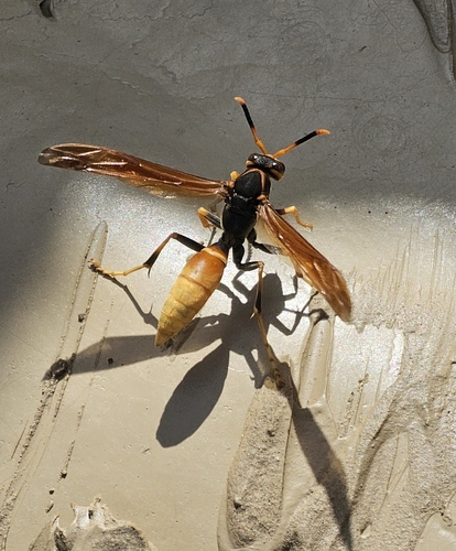 Comanche Paper Wasp