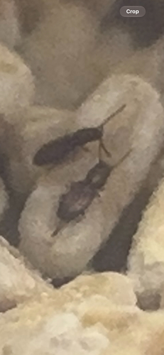 Cryptolestes sp.