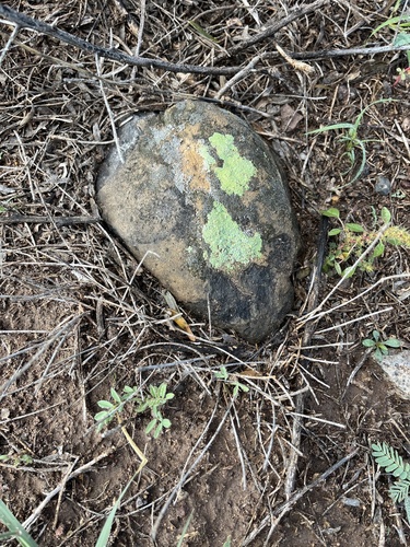 Soil Paint Lichen