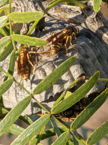 Apache Paper Wasp