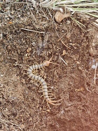 Common Desert Centipede
