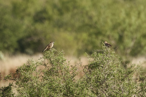 Lark Bunting