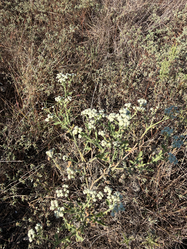 Gray's feverfew