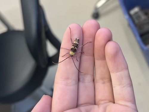 Megacyllene antennata