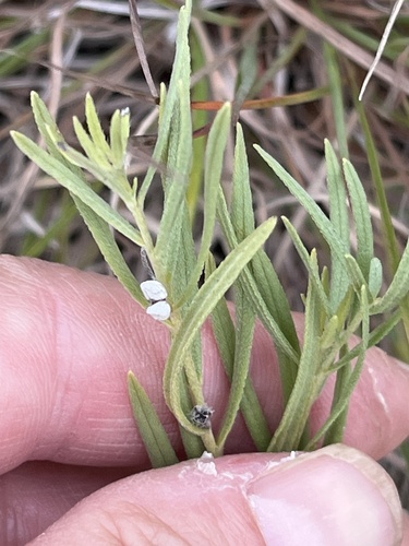 narrowleaf puccoon