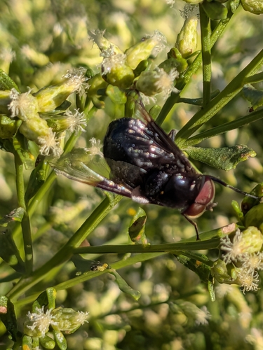Mexican Cactus Fly