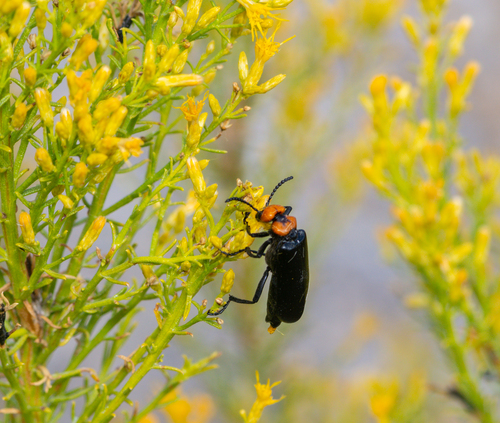 Lytta vulnerata