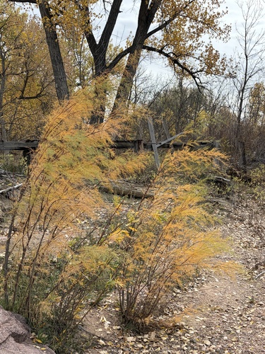Five-stamen Tamarisk
