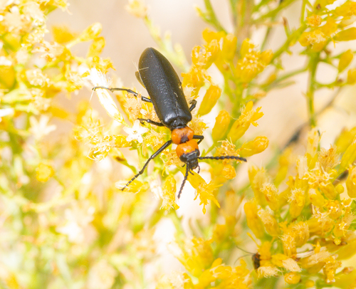 Lytta vulnerata