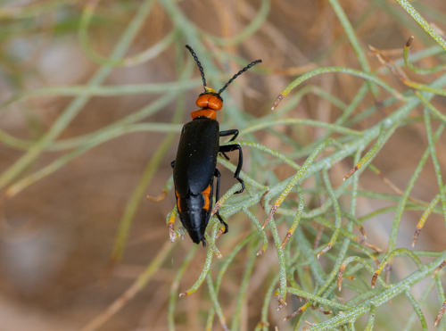 Lytta vulnerata