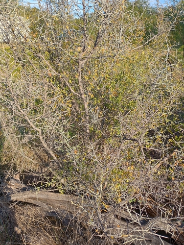 lotebush