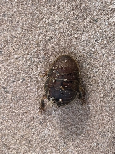 Hairy Desert Cockroach
