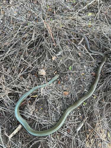 Schott's Whipsnake