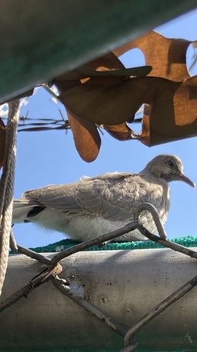 Laughing Dove