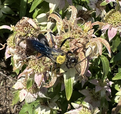 Great Black Digger Wasp