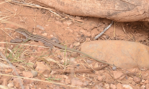 Chihuahuan Spotted Whiptail
