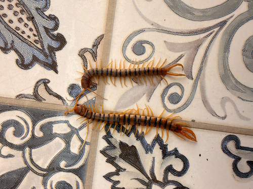 Common Desert Centipede