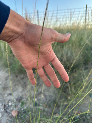 Spike Dropseed