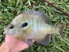 Redbreast × Bluegill Sunfish - Photo (c) species_spotlight, all rights reserved, uploaded by species_spotlight