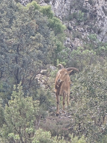 Borrego Aoudad
