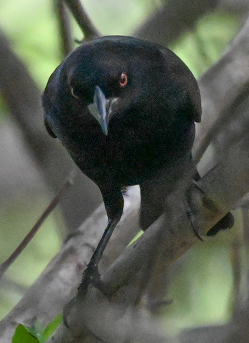 Bronzed Cowbird
