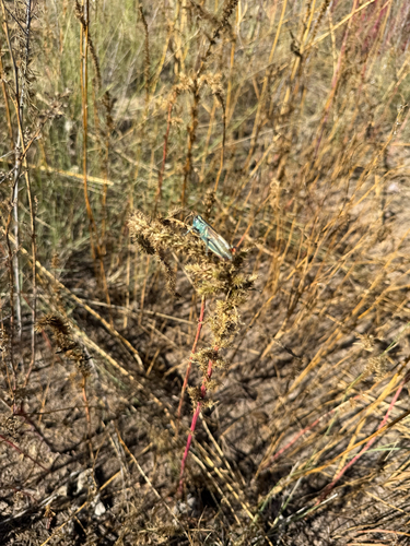 Thomas's Two-striped Grasshopper