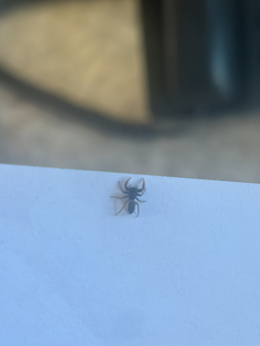 Ribbon Jumping Spider