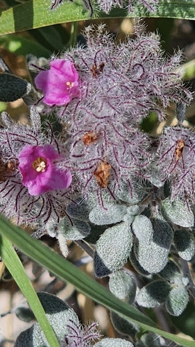 Plumed Crinklemat