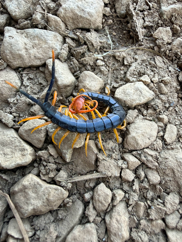 Giant Desert Centipede
